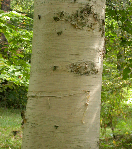 Описание дерева береза