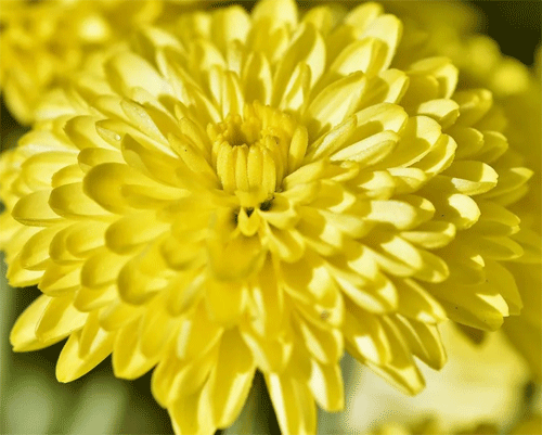хризантема желтая