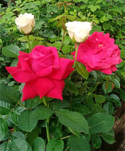 саженцы роз по 150р